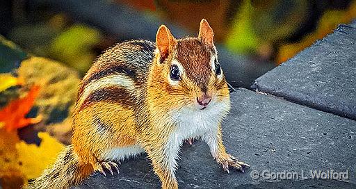 Cooperative Chipmunk_DSCF5143.jpg - Eastern Chipmunk (Tamias striatus) photographed at Smiths Falls, Ontario, Canada.